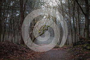 Misty Autumn Morning Under a Moss-Covered Oak Tree with winding branches