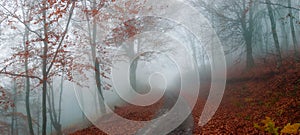 Misty autumn path