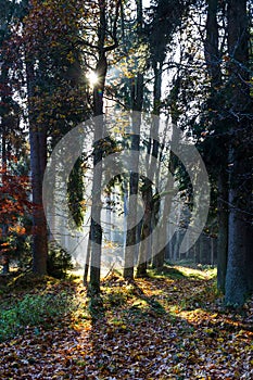 Misty autumn path with trees, falling leaves and sun, Czech landscape