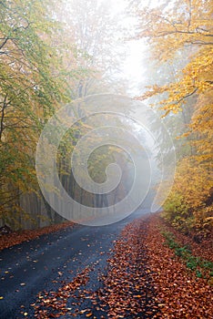 Misty autumn road