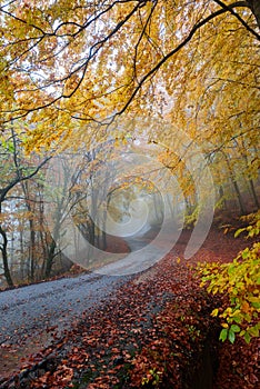 Misty autumn road