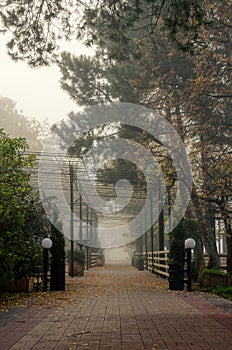 Misty autumn street in a city park