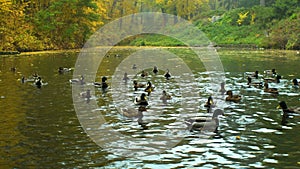 Misty autumnal morning on a lake with ducks and water birds