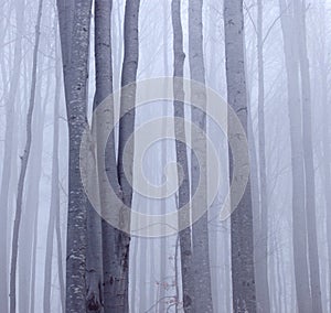 Misty beech forest photo
