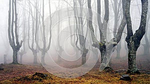 Misty beech forest