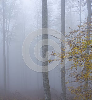 Misty beech forest