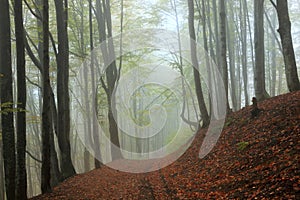 Misty beech forest