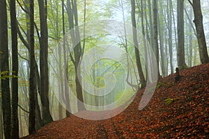 Misty beech forest