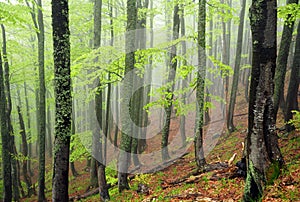 Misty beech-tree forest