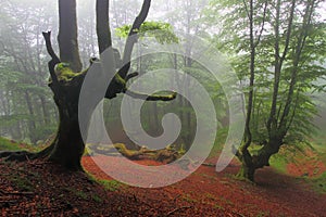Misty beech wood in Orozko (Biscay, Basque Country)