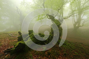 Misty beech wood in Orozko
