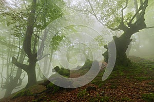 Misty beech wood in Orozko photo