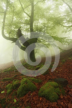 Misty beech wood in Orozko