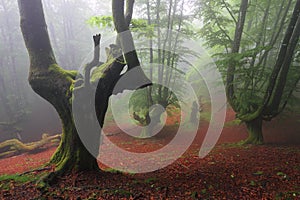 Misty beech wood in Orozko (Biscay, Basque Country)