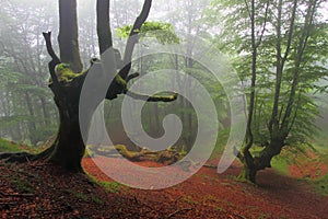 Misty beech wood in Orozko (Biscay, Basque Country) photo