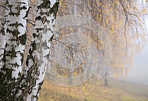 Misty birch grove