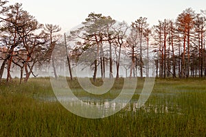 Misty bog landscape in Cena moorland, Latvia photo