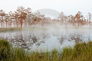 Misty bog landscape in Cena moorland, Latvia
