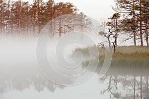 Misty bog landscape in Cena moorland, Latvia photo