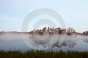 Misty bog landscape in Cena moorland, Latvia photo