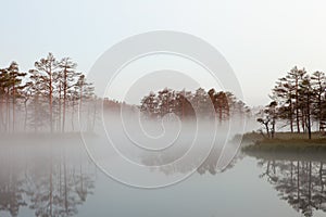 Misty bog landscape in Cena moorland, Latvia photo