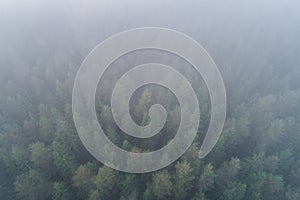 Misty boreal spruce forest on an autumn morning