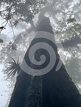 Misty Bromeliad Tree Cloud Forest photo