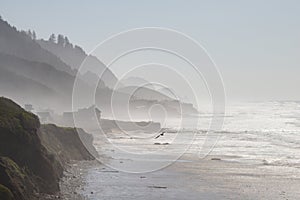 Misty Cliff and Ocean Beach, Florence, Oregon