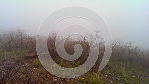 Misty Cloud in Mounstainside Forest