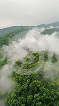 Misty clouds float low over lush tropical forest, aerial view