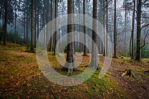 Misty, colorful, dark autumn forest near Zdar nad Sazavou, Czech Republic