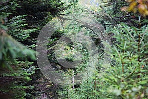 Misty coniferous forest with soft diffused light