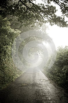 Misty Country Lane