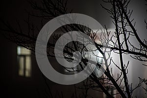 Misty dark forest with thorny tree branches and fog