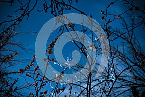 Misty dark forest with thorny tree branches and fog