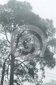 Misty dark pine forest in the morning on the mountainside. Photo taken with low saturation