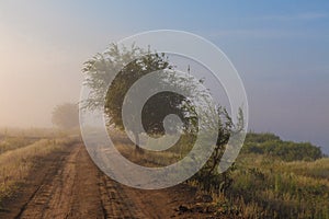 Misty dawn early morning nature grassland landscape