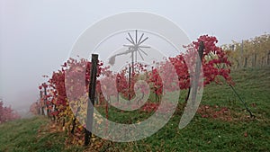 A misty day in the south of Styria