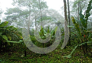 Misty, Dense, Lush Tropical Rain Forest in Costa Rica