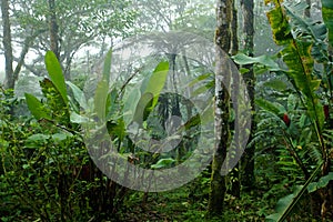 Misty, Dense, Lush Tropical Rain Forest in Costa Rica photo