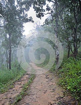 Misty dipterocarp forest