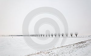 Misty Dutch landscape with a row of willows