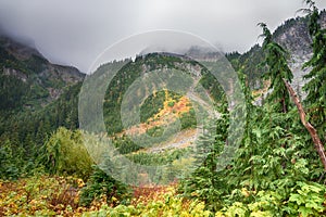 Misty Fall Colors, Wonderland Trail, Mount Rainier National Park, WA