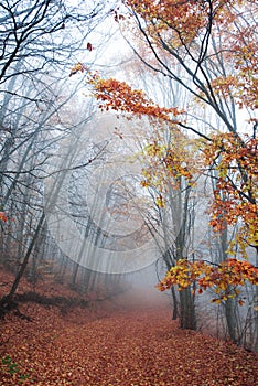 Misty fall path