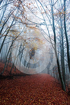 Misty fall path