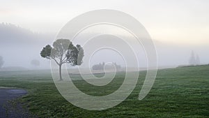 Misty field with silhouettes of tress