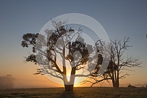 Misty Fields in Farm at Sunrise