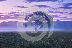 Misty flowering valley at dawn, scenic landscape with wild growing flowers, single tree and color cloudy sky