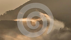 Misty fog blowing over pine tree forest. Aerial view of forest trees on the mountain hills at misty day.