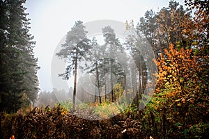 Misty fog forest in Belarus, golden autumn folliage